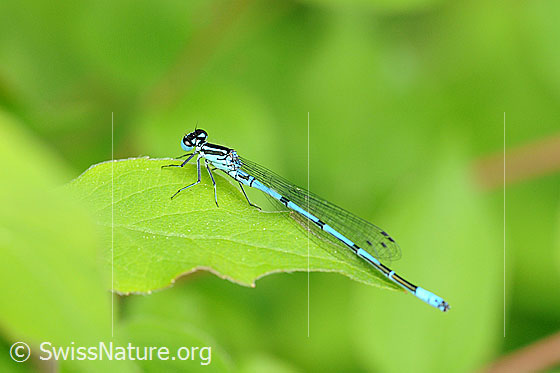 Photo: Probably Coenagrion puella. Male. Sitting on a leaf. View from the side above.