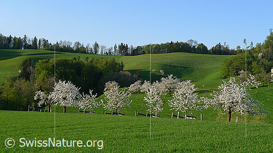 Foto: Frühling im Obstgarten. Blühende Obstbäume in grüner Hügellandschaft. Die Baumreihen bestehen aus Kirschbäumen und Alpfelbäumen, welche sich in voller Blust befinden. Die jungen Bäume sind mit einer Holzumzäunung vor weidendem Vieh geschützt.