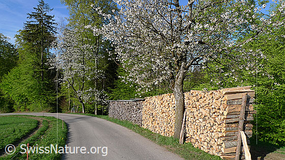Foto: Blühender Baum und Holzstapel aus älterem und jüngerem Holzschlag. Der blühende Kirschbaum steht am Strassenrand einer Nebenstrasse, welche nach einer Kurve am Waldrand aus dem Blickfeld verschwindet.