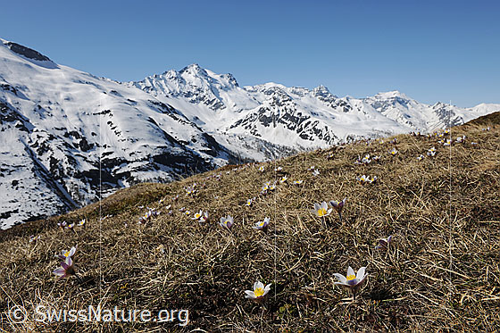Foto: Blühende Bergwiese mit Frühlingsanemonen.
Lat.: Pulsatilla vernalis 
Familie: Ranunculaceae