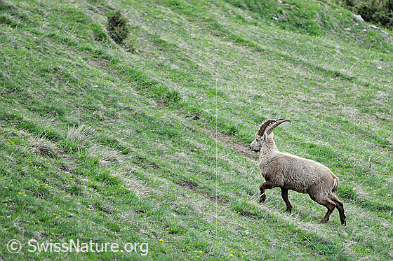 Foto: Junger Steinbock (Capra ibex) unterwegs in offenem Gelände.
Lat.: Capra ibex
Ordnung: Artiodactyla (Paarhufer)
Familie: Bovidae (Hornträger)
Unterfamilie: Antilopinae
Gattung: Capra (Ziegen)