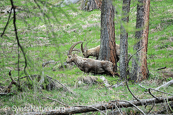 Foto: Zwei weidende Steinböcke (Capra ibex) in urtümlichem Lärchenwald.
Lat.: Capra ibex
Ordnung: Artiodactyla (Paarhufer)
Familie: Bovidae (Hornträger)
Unterfamilie: Antilopinae
Gattung: Capra (Ziegen)
Der ältere Steinbock versucht, am Stamm der Lärche die Reste des Winterpelzes abzustreifen.
Auf Bild F067670 sind die Reste des Winterpelzes am Baumstamm zu sehen.