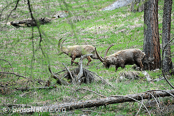 Foto: Weidende Steinböcke (Capra ibex) in lichtem Lärchenwald.
Lat.: Capra ibex
Ordnung: Artiodactyla (Paarhufer)
Familie: Bovidae (Hornträger)
Unterfamilie: Antilopinae
Gattung: Capra (Ziegen)
Am Baumstamm sind die Reste des Winterpelzes zu sehen, welche der ältere Steinbock in Bild F067666 am Baumstamm abgestreift hat.