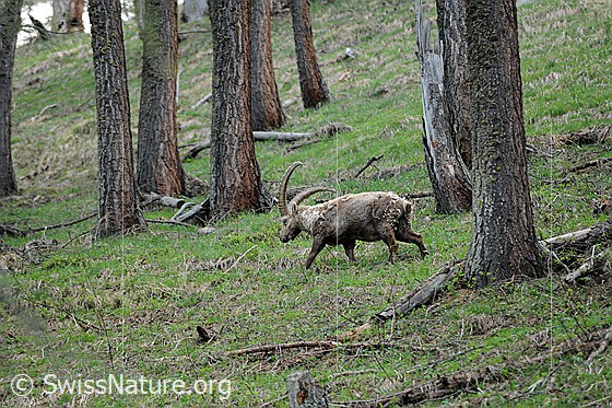 Foto: Steinbock (Capra ibex) unterwegs im Wald.
Lat.: Capra ibex
Ordnung: Artiodactyla (Paarhufer)
Familie: Bovidae (Hornträger)
Unterfamilie: Antilopinae
Gattung: Capra (Ziegen)