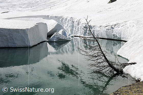 Foto: Wasserbecken mit Lärche am Ufer und Spiegelung der hohen Schneeränder einer kompakten Schneedecke. Teile der Schneedecke sind über dem Wasser eingebrochen und es haben sich Eisschollen gebildet.