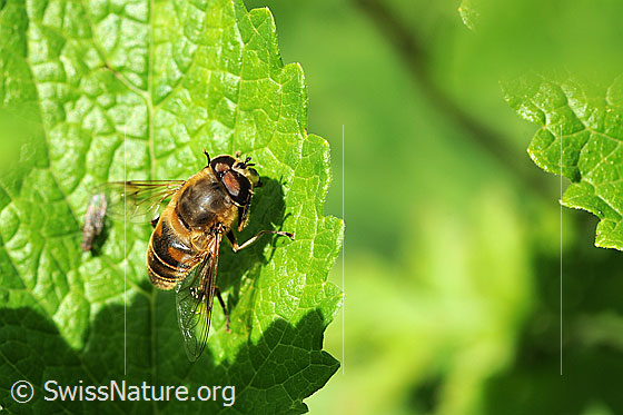 Foto: Mistbiene (Eristalis tenax). Männchen. Auf Blatt sitzend.