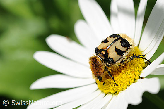 Gebänderter Pinselkäfer (Trichius fasciatus)