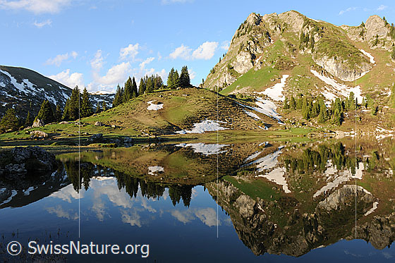 Foto: Spiegelung der Bergwelt im Seebergsee. Die  Wasseroberfläche ist spiegelglatt. Ein mit lichtem Tannenwald bewachsener Hügel und der Muntiggalm spiegeln sich im Bergsee. Am blauen Himmel sind kleine Quellwolken zu sehen.