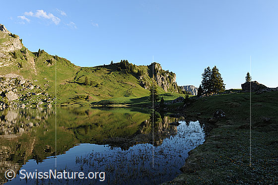Foto: Am Ufer des Seebergsees. Ein Berghang mit grünen Alpweiden und einzelnen Tannen spiegeln sich im Bergsee. Im Uferbereich ragen Pflanzen aus der Wasseroberfläche.