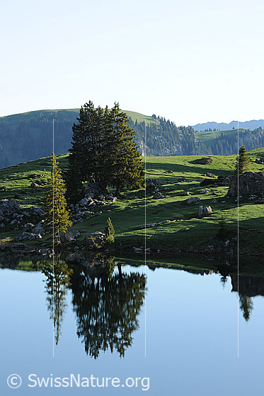Foto: Spiegelbild der Tannen auf einer Alpweide am Ufer eines Bergsees (Seebergsee).