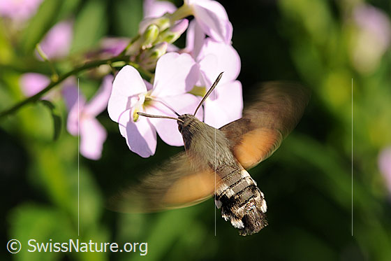Foto: Vor einer Blüte schwebendes Taubenschwänzchen. Mit dem langen Rüssel nimmt das Insekt Nektar auf.