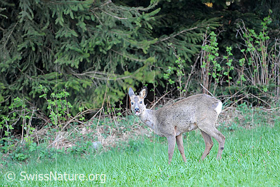 Foto: Rehgeiss (Capreolus capreolus) am Waldrand.
Reh
Lat.: Capreolus capreolus
Ordnung: Artiodactyla (Paarhufer)
Familie: Cervidae (Hirsche)
Unterfamilie: Capreolinae (Trughirsche)
Gattung: Capreolus (Rehe)