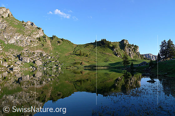 Foto: Seebergsee mit Spiegelung eines Berghangs mit grünen Alpweiden undt einzelnen Tannen. Im Vordergrund ragen Pflanzen aus der Wasseroberfläche.