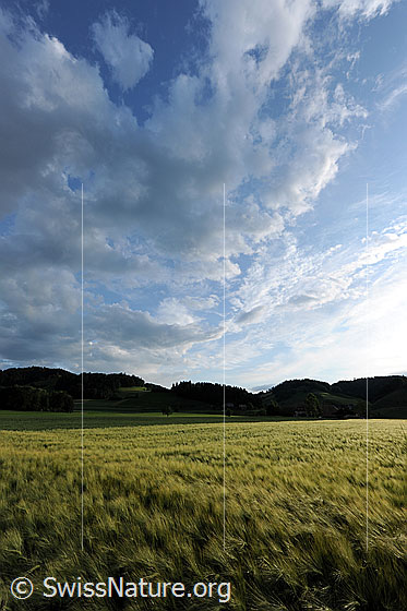 Foto: Wolkenhimmel über Getreidefeld. Blick über ein Gerstenfeld auf eine Landschaft mit Licht und Schatten. Am blauen Himmel ist eine interessante Wolkenstimmung zu sehen.