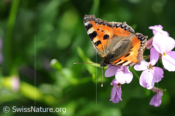 Photo: Aglais urticae sitting on flowering umbel. The wings are open.