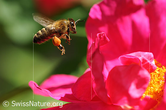 Photo: Apis mellifera approaching a rose blossom.