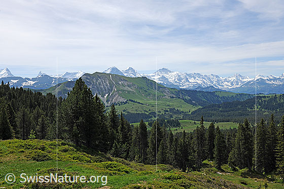 Foto: Berner Alpen und Voralpenlandschaft mit Alpweiden und Wald.