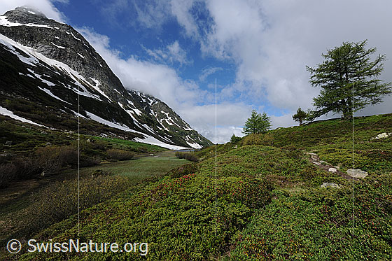 Foto: Vegetation in Berglandschaft. Verlandender Teil des Halsesees mit Sträuchern am früheren Ufer und Lärchen im Hintergrund. Am Seewischhorn sind Wolkenreste zu sehen.