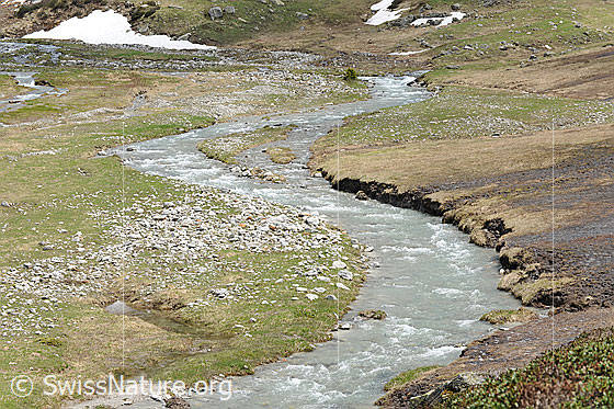 Foto: Bergbäche schlängeln sich während der Schneeschmelze über eine Hochebene. Geschiebe liegt auf dem Weidegebiet und das Gras ist teilweise noch dürr und vom Schnee plattgewalzt. Im Hintergrund sind Schneereste zu sehen.