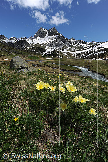Foto: Berglandschaft und Blumen. Blühende Schwefelanemonen in Hochebene mit Bergbach und Ofenhorn im Hintergrund.
Lat.: Pulsattilla alpina ssp. sulphurea
Familie: Ranunculaceae