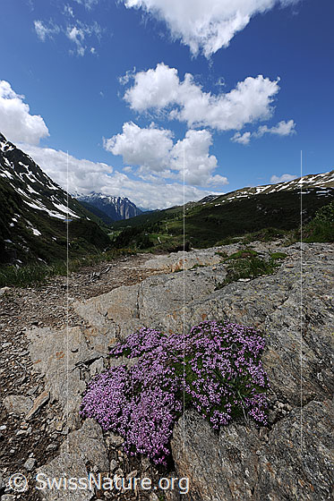 Foto: Blühende Polsterpflanzen auf Fels. Über der Berglandschaft sind Quellwolken zu sehen.