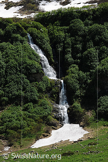 Foto: Wasserfall grüner Berglandschaft. Das Wasser stürzt über einen üppig mit Sträuchern bewachsenen Berghang und verschwindet unter einem Schneefeld.