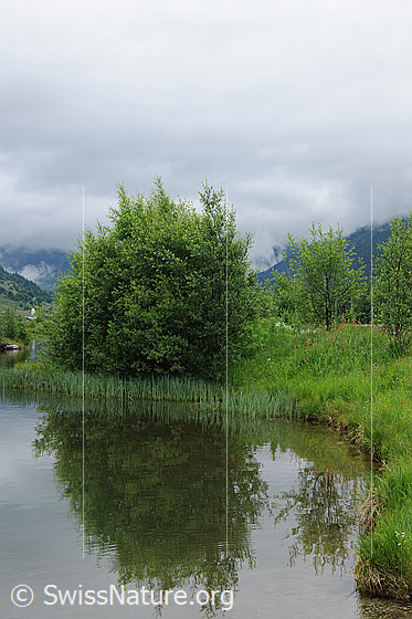 Foto: Spiegelung der Sträucher und der Uferpflanzen im Geschinersee. Der Himmel ist bewölkt.