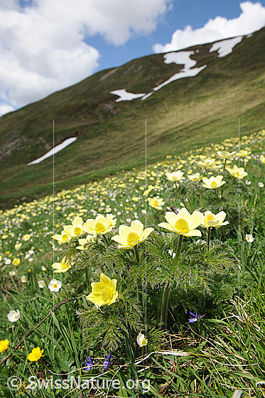 Foto: Blühende Alpenblumen. Vorwiegend gelb blühende Bergwiese mit zahlreichen Schwefelanemonen.
Lat.: Pulsattilla alpina ssp. sulphurea
Familie: Ranunculaceae