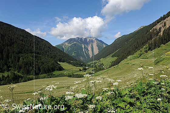 Foto: Wiese in Bergtal (Binntal) mit Breithorn und Bergwäldern im Hintergrund. Darüber sind Quellwolken zu sehen.
