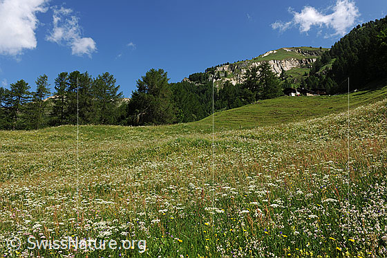 Foto: Blühende Heuwiese in Berglandschaft mit Wald, Bergrücken und Quellwolken.
