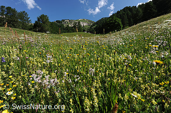 Foto: Blühende Heuwiese in Berglandschaft.