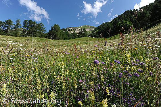 Foto: Blühende Blumenwiese in Berglandschaft.