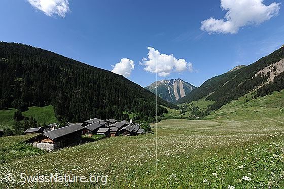 Foto: Bergdorf und blühende Wiesen in Imfeld, Binntal. Im Hintergrund sind Bergwälder und das Breithorn zu sehen. Lockere Haufenwolken zieren den blauen Himmel.