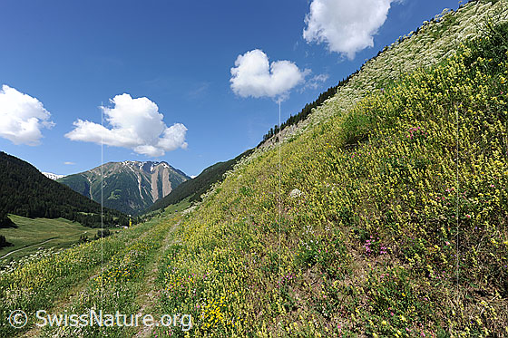 Foto: Feldweg entlang einer blühenden Bergwiese mit Breithorn im Hintergrund. Am blauen Himmel sind kleine Haufenwolken zu sehen.