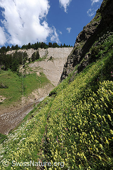 Foto: Blumenwiese und Felswand. Grashang mit blühenden Blumen und einem schmalen Pfad, welcher auf eine Felswand zu führt. Im Talgrund liegt noch Lawinenschnee.