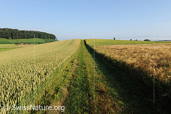 Foto: Kulturland: Getreidefelder. Links ist ein Weizenfeld und rechts ein Gerstenfeld zu sehen. Dazwischen verläuft in gerader Linie ein Feldweg.