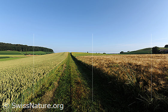 Foto: Feldweg zwischen Getreidefeldern. Der Weg verliert sich im Horizont. Links ist ein Weizenfeld und rechts ein Gerstenfeld zu sehen.