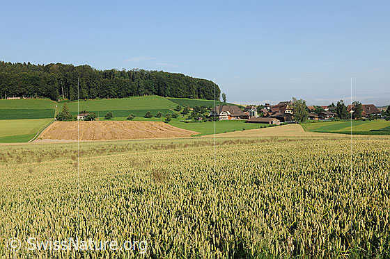 Foto: Getreideanbau in sanfter Landschaft mit Wald. Im Hintergrund ist ein Weiler mit Bauernhöfen zu sehen.
Gemeiner Weizen
Lat.: Triticum aestivum
Familie: Poaceae