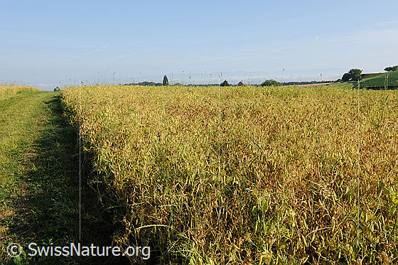 Foto: Kulturland: Erbsfeld. Entlang der Anbaufläche führt ein Feldweg.
Garten-Erbse
Lat.: Pisum sativum sativum