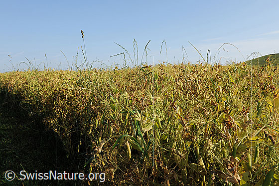 Foto: Erbsenfeld
Garten-Erbse
Lat.: Pisum sativum sativum
Familie: Fabaceae