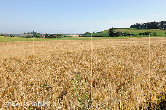 Foto: Reifes Gerstenfeld. Blick über ein Feld mit reifer Gerste.
Saat-Gerste
Lat.: Hordeum vulgare
Familie: Poaceae