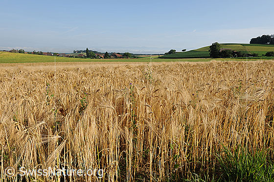 Foto: Gerstenfeld. Blick über ein Feld mit reifer Gerste.
Saat-Gerste
Lat.: Hordeum vulgare
Familie: Poaceae