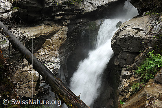 Foto: Baumstamm in Schlucht mit Wasserfall (Pochtefall, Griesschlucht, Kiental).