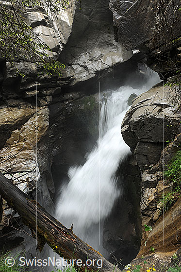 Foto: Pochtefall, Griesschlucht, Kiental. 
Baumstamm in Schlucht mit tosendem Wasserfall.