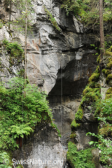 Foto: Felswand in Schlucht (Griesschlucht). In den Felsritzen haben sich Pflanzen, wie Moose und Farne angesiedelt und auf Felsvorsprüngen vermögen sich Bäume zu halten.