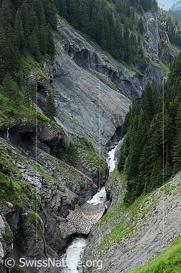 Foto: Schlucht und Gamchibach mit Schneebrücke. Das Gelände besteht aus Fels, Tannenwald und Erdreich. Spuren der Erosion sind sichtbar.