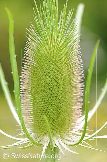 Foto: Wilde Karde, Blüte