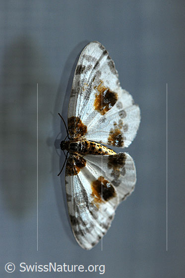 Ulmen-Harlekin (Abraxas sylvata)