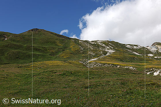 Foto: Blühende Wiesen an Berghängen. Berglandschaft mit weissen Felsbändern und blühenden Bergblumen, welche zum Teil gelbe Blumenteppiche bilden.