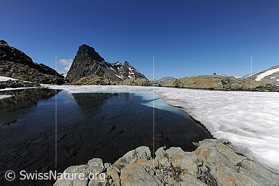 Foto: Auftauender Bergsee mit Spiegelung des Rothorns im flachen Gewässer. Am Schneerand ist noch Eis zu sehen.
